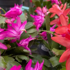 Bunte Weihnachtskakteen in Pink und Rot blühen üppig. Mit der richtigen Weihnachtskaktus Pflege werden sie zu einem echten Hingucker.
