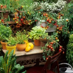 Üppig bepflanzter Balkon mit Tomaten, Salat und Kräutern. Ein Paradies zum Balkon bepflanzen mit frischen Ernten.