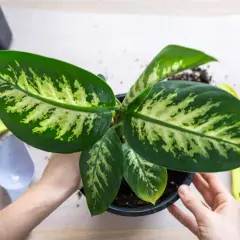 Hände halten einen Topf mit einer Dieffenbachia, einer der giftigen Zimmerpflanzen. Werkzeuge liegen daneben.