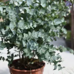 Ein dicht belaubter Strauch mit runden, blaugrünen Blättern. Die **Eucalyptus Gunnii Pflege** ist unkompliziert, ideal für Anfänger.