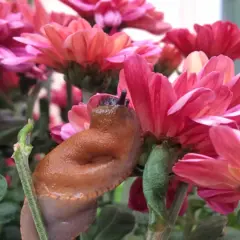 Eine braune Nacktschnecke kriecht über pinke Chrysanthemen.