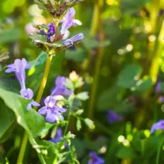 Nahaufnahme der Gundermann Pflanze mit ihren zarten violetten Blüten und grünen Blättern im Sonnenlicht.