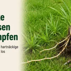 Hand zieht Quecke mit Wurzeln aus dem Rasen. So kannst du hartnäckiges Unkraut bekämpfen.