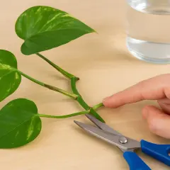 Mit einer Schere werden Efeutute-Stecklinge geschnitten, um sie zu vermehren. Ein Glas Wasser steht bereit.