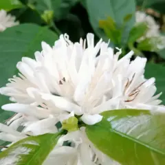 Weiße, sternförmige Blüten einer Kaffeepflanze. Die richtige Kaffeepflanze Pflege ist entscheidend für diese zarten Blüten.