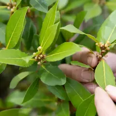 Hände prüfen die Knospen einer Lorbeerpflanze. Gute Lorbeerpflanze Pflege sorgt für gesunde Blätter.