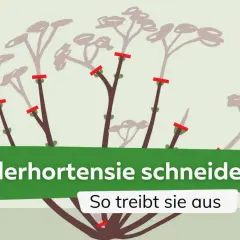 Illustration zeigt, wie man Tellerhortensien schneidet, damit sie neu austreiben.