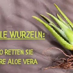 Aloe Vera mit faulen Wurzeln: Bilder zeigen, wie Sie Ihre Pflanze retten können.