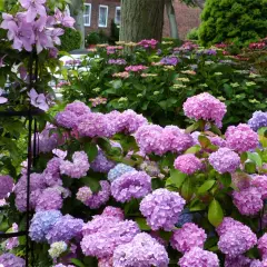 Ein Blütenmeer aus rosa und blauen Hortensien, dazu zarte rosa Clematis. Was passt zu Hortensien? Diese Kombination ist ein Traum!