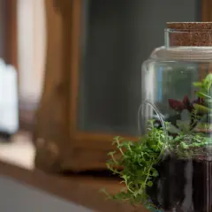 Ein kleines Ökosystem mit verschiedenen sukkulenten im glas, das auf einem Fensterbrett steht.