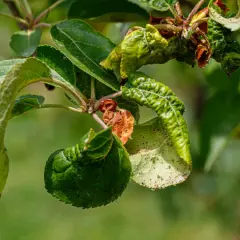 Verkrüppelte Blätter und braune Flecken zeigen **Apfelbaum Krankheiten**. Kleine Insekten krabbeln auf den Blättern.