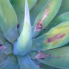 Agave mit braunen Flecken und Verfärbungen, Anzeichen von Agave Krankheiten.