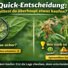 Lupe zeigt Spinnmilben auf Blatt. Rechts welkes Blatt. Entscheidungshilfe: Spinnmilben erkennen, Befallstärke einschätzen, Hausmittel finden.