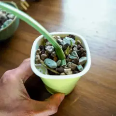 Eine Hand hält einen Topf mit einer Pflanze in **semi hydrokultur**. Ein grüner Schlauch gießt Wasser auf die Kieselsteine.