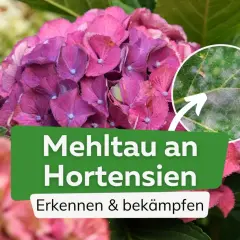 Nahaufnahme einer Hortensienblüte mit einem Detailbild eines Blattes, das von Mehltau befallen ist. Der Text "Mehltau an Hortensien" ist sichtbar.