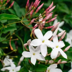 Weiße Jasminblüten und rosa Knospen vor grünen Blättern. Zeit zum jasmin schneiden, um neues Wachstum zu fördern.