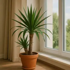 Zwei Yucca-Palmen in einem Terrakotta-Topf stehen am Fenster. Der ideale yucca palme standort ist hell und sonnig.