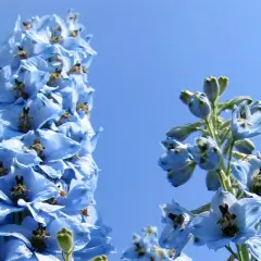 Blauer Rittersporn im Sonnenlicht, ein idealer Standort für diese Sommerblumen.