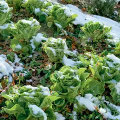 Romana-Salat im Schnee. Ein Zeichen, welchen Salat man jetzt noch pflanzen kann, wenn er winterhart ist.