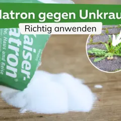Natron gegen Unkraut: Ein Päckchen Natron wird auf Holz gestreut. Im Kreis ist ein Löwenzahn zu sehen, der zwischen Pflastersteinen wächst.