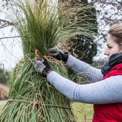 Frau bindet Pampasgras im Topf zusammen, um es vor dem Winter zu schützen.