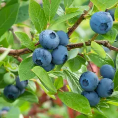 Reife Heidelbeeren hängen an einem Strauch. Der ideale **Heidelbeeren Standort** ist sonnig und geschützt.