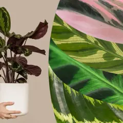 Vielfalt der Calathea arten: eine Pflanze im Topf und Nahaufnahmen von Blättern in Rosa, Grün und Gelb.
