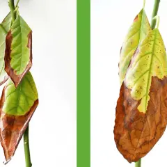 Avocado-Blätter mit braunen Punkten und trockenen Rändern, die auf Probleme mit der Pflege hinweisen.