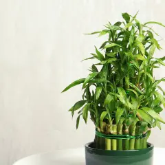 Ein grüner Lucky Bamboo im Topf, dessen Pflege einfach ist. Die glänzenden Blätter sind mit Wassertropfen bedeckt.