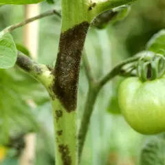 Tomatenstamm mit dunklen Flecken, ein Zeichen für Krankheiten. Ein grüner Tomatenfruchtansatz ist sichtbar.