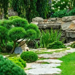 Ein friedlicher, privater japanischer Garten mit einem kunstvoll beschnittenen Baum, Steinen und einem Bachlauf.