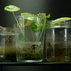 Drei Glasbehälter mit Wasser, in denen junge Pflanzen mit Wurzeln wachsen. Ein gebogener Trieb ragt aus dem linken Glas.