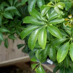 Grüne, glänzende Blätter von Schefflera, ideal als pflegeleichte Pflanzen, die wenig Licht brauchen.