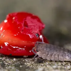 Eine Kellerassel krabbelt auf einem roten Fruchtstück. Tipps zum Kellerasseln vertreiben.