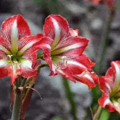 Rote und weiße Amaryllisblüten, die auf eine gute Amaryllis Pflege hinweisen.