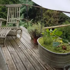 Kleine Gartenteich Ideen: Ein Zinkbottich mit Wasserpflanzen und Seerosen auf einer Holzterrasse neben einem alten Holzstuhl.