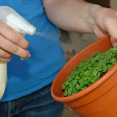 Hände sprühen Wasser auf junge Basilikumpflanzen in einem Topf. So gelingt das Basilikum vermehren.