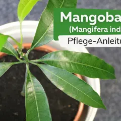 Ein junger Mangobaum, etwa 1 Jahr alt, in einem Topf. Die grünen Blätter sind üppig und zeigen die Pflege-Anleitung für Mangobäume.