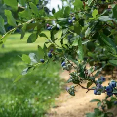Reife Heidelbeeren hängen an einem Strauch. Der beste Zeitpunkt für das Heidelbeeren umpflanzen ist im Frühjahr oder Herbst.