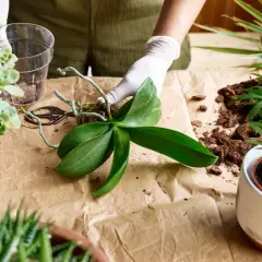 Hände mit Handschuhen bereiten das Orchideen umtopfen vor. Eine Orchidee mit Luftwurzeln liegt bereit, daneben Rindenmulch und eine Schere.