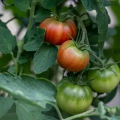 Reife Tomaten werden rot, während andere noch grün sind. Die Sonne lässt sie langsam reifen.
