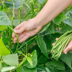 Hände ernten frische buschbohnen aus dem Garten. Die grünen Bohnen sind reif und bereit für die Küche.