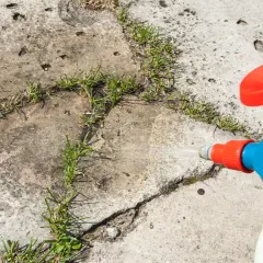 Ein Sprühgerät mit Essigessenz bekämpft Unkraut auf Betonplatten.