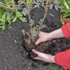 Hände pflanzen eine Pfingstrose um. Der Wurzelballen wird vorsichtig in die Erde gesetzt, um die Pflanze an ihrem neuen Standort zu etablieren.