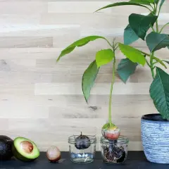 Vom ganzen Avocado-Kern zum Keimling: Ein Prozess, der Geduld beim Avocado kern ziehen erfordert.