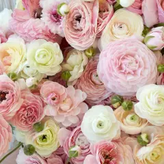 Ein üppiger Strauß zarter Ranunkeln in Rosa- und Cremetönen. Diese Blumen sind perfekt, um einen Hauch von Frühling zu genießen, wenn man sie pflanzt.