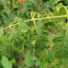 Nahaufnahme eines Zweigs mit grünen Blättern, die gelb werden und welken. Die Tomatenpflanzen zeigen Anzeichen von Stress.