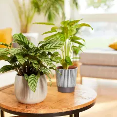 Zwei Calathea-Pflanzen mit gemusterten Blättern stehen auf einem Holztisch. Der ideale Calathea Standort ist hell, aber ohne direkte Sonneneinstrahlung.