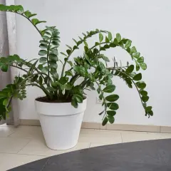 Große Zamioculcas-Pflanze in weißem Topf. Die Zamioculcas pflege ist einfach, sie braucht wenig Wasser und Licht.