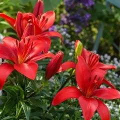 Leuchtend rote Lilien blühen im Garten. Der ideale lilien standort ist sonnig und geschützt.